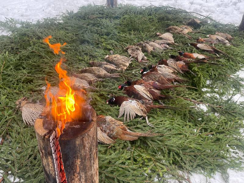 В лесхозе провели коллективную охоту на выпускного фазана