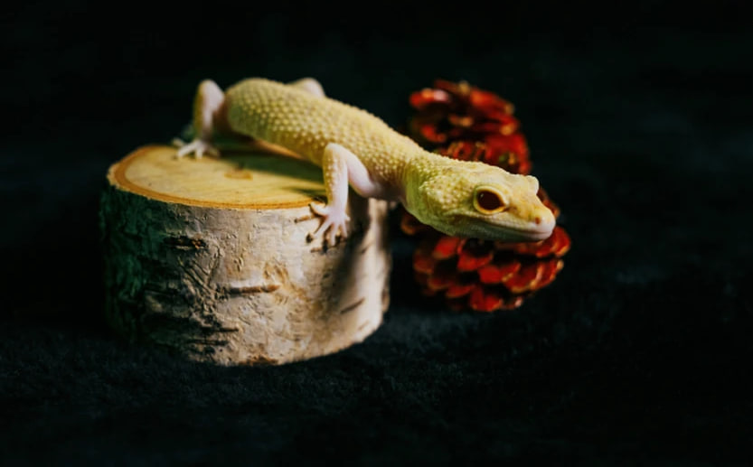 Гороскоп на день: 30 января Овны примут вызовы судьбы, а Раки проведут вечер с семьей