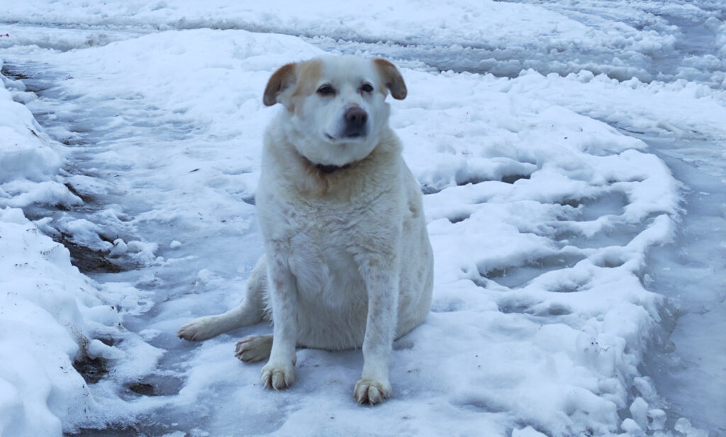 Как жительница Пекалина приютила бродячую собаку