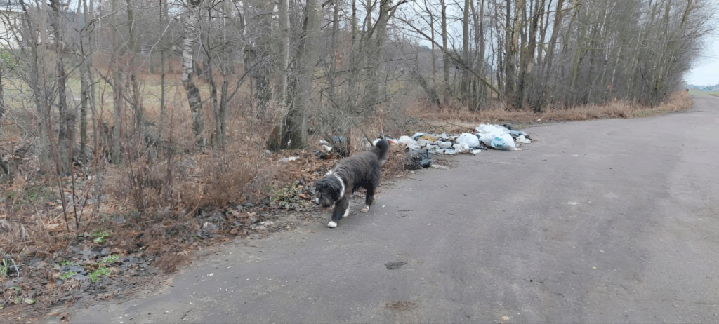 Стихийные свалки? Позвоните на прямую линию ЖКХ