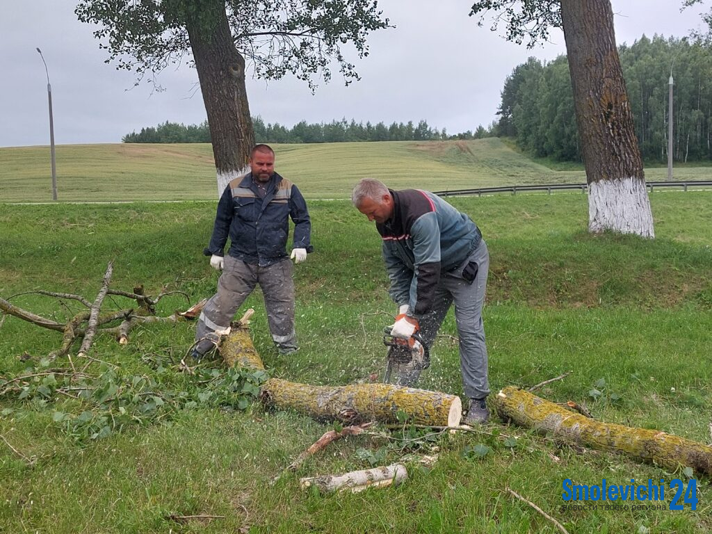 На Кургане Славы начались работы по уборке поврежденных деревьев