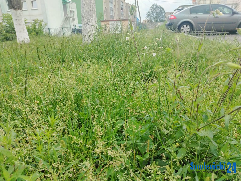 Почему трава растет, а косилки молчат: неудобная правда дождливого лета