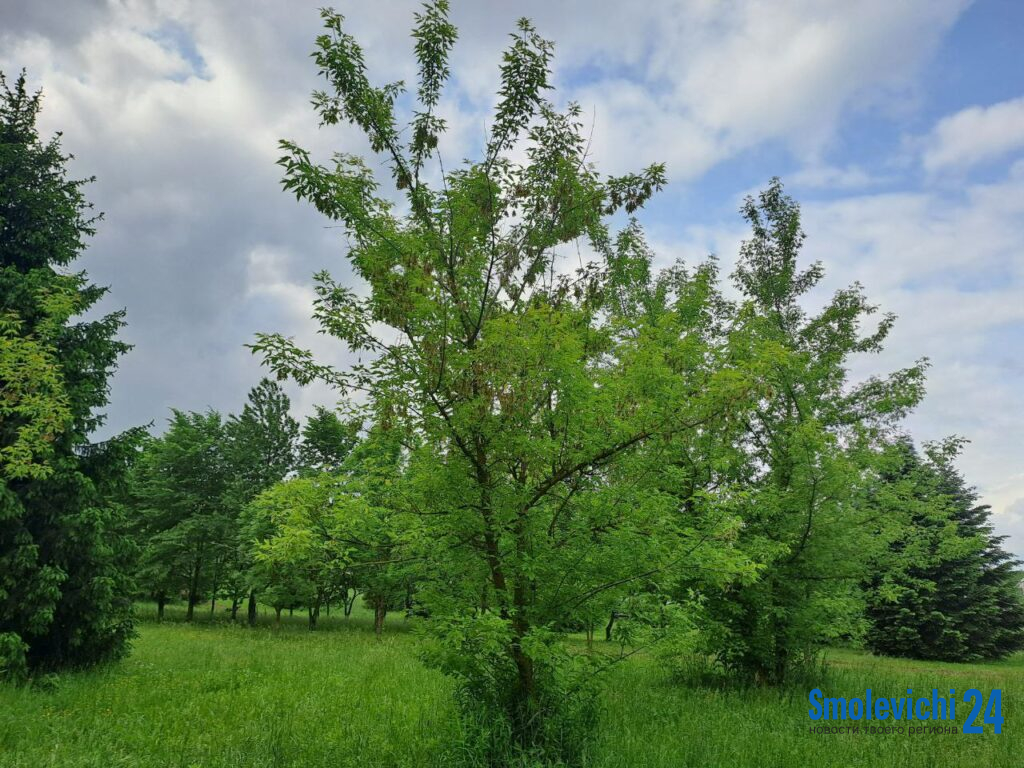 До +35 °C и риск пожаров. Минлесхоз усиливает контроль в лесах
