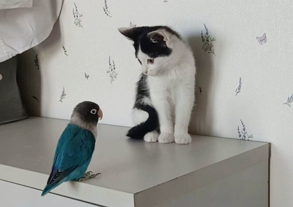Когда попугай – философ, а кошка – нянька. Подписчики рассказали, как уживаются их питомцы