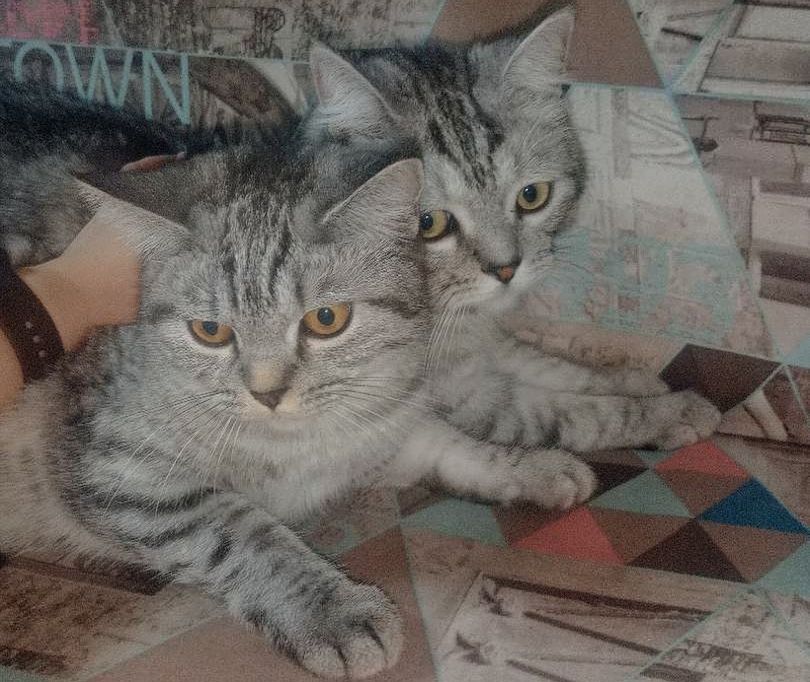 «Кто в доме главный?» Узнали у подписчиков,  как домашние животные стали частью их семьи