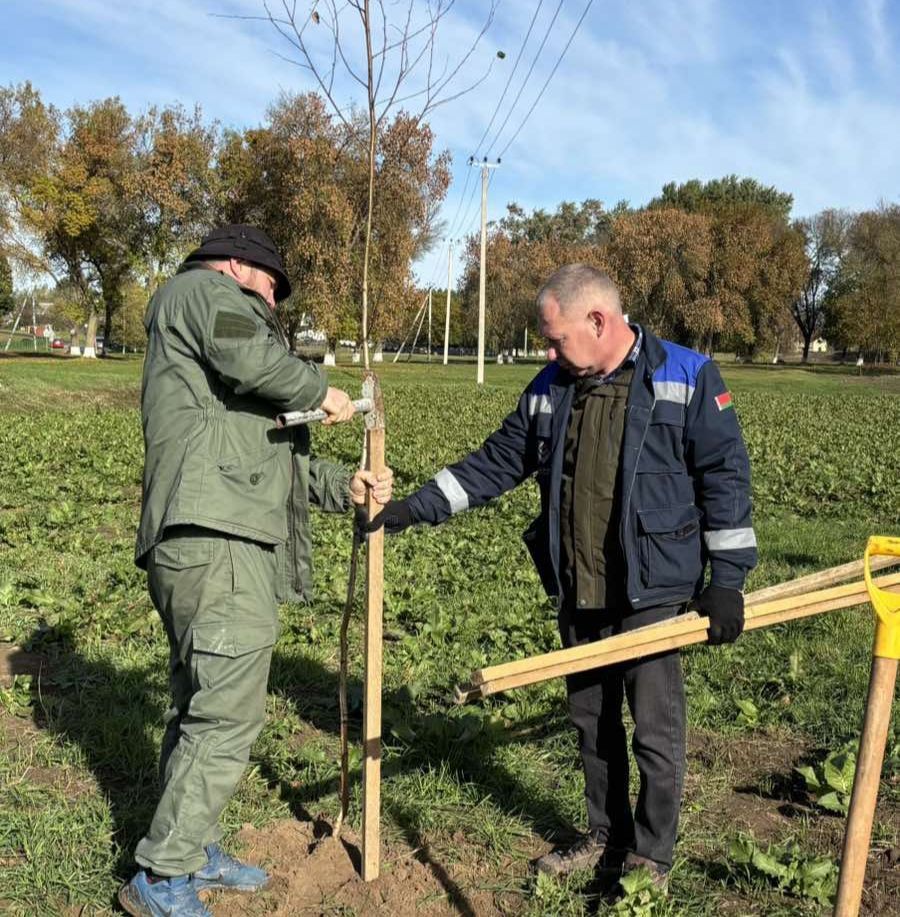 Заболотье стало зеленее. Жители агрогородка высадили деревья и кустарники в обновленном месте отдыха