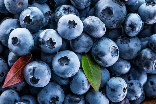 Подготовка голубики к зиме: как правильно укрыть и сохранить кусты