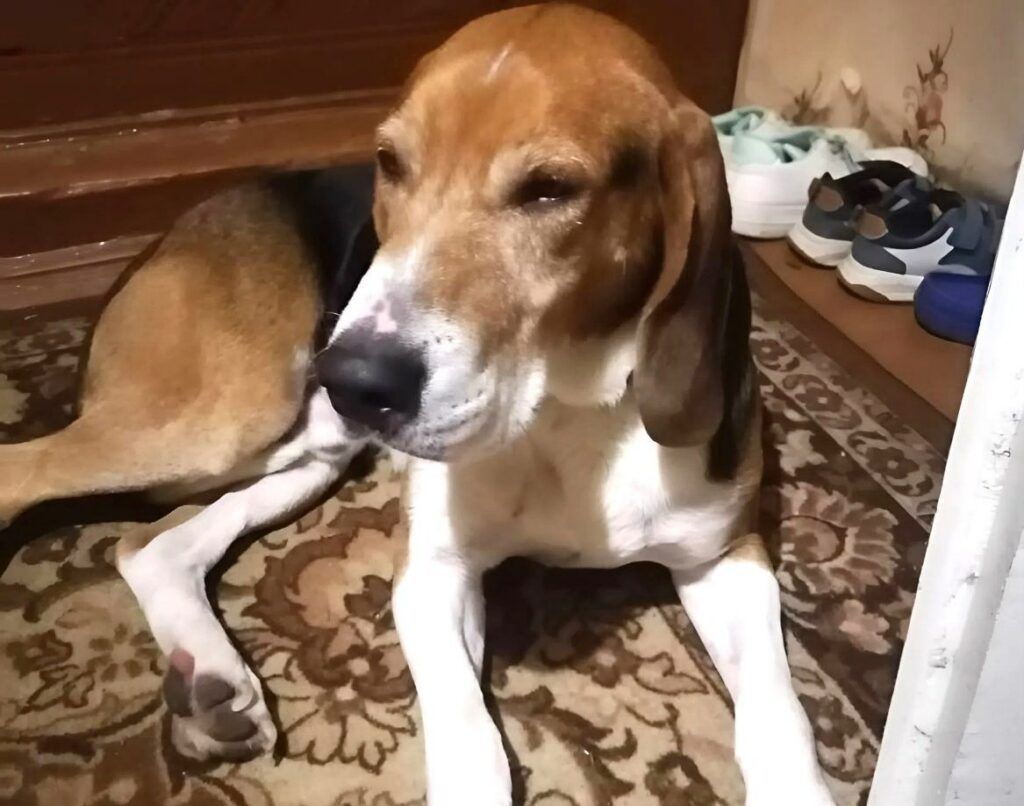 Дар, который вернулся. Рассказываем добрую историю спасения