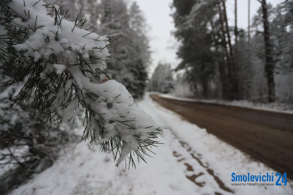 ФОТОФАКТ. Снег превратил лес под Смолевичами в зимнюю сказку