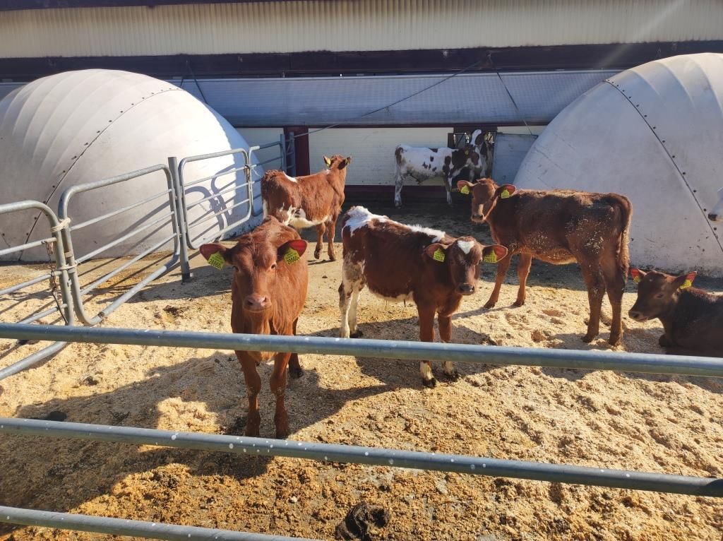 Коровы ждут тепла, а фермы — ремонта: что показала осенняя проверка ферм