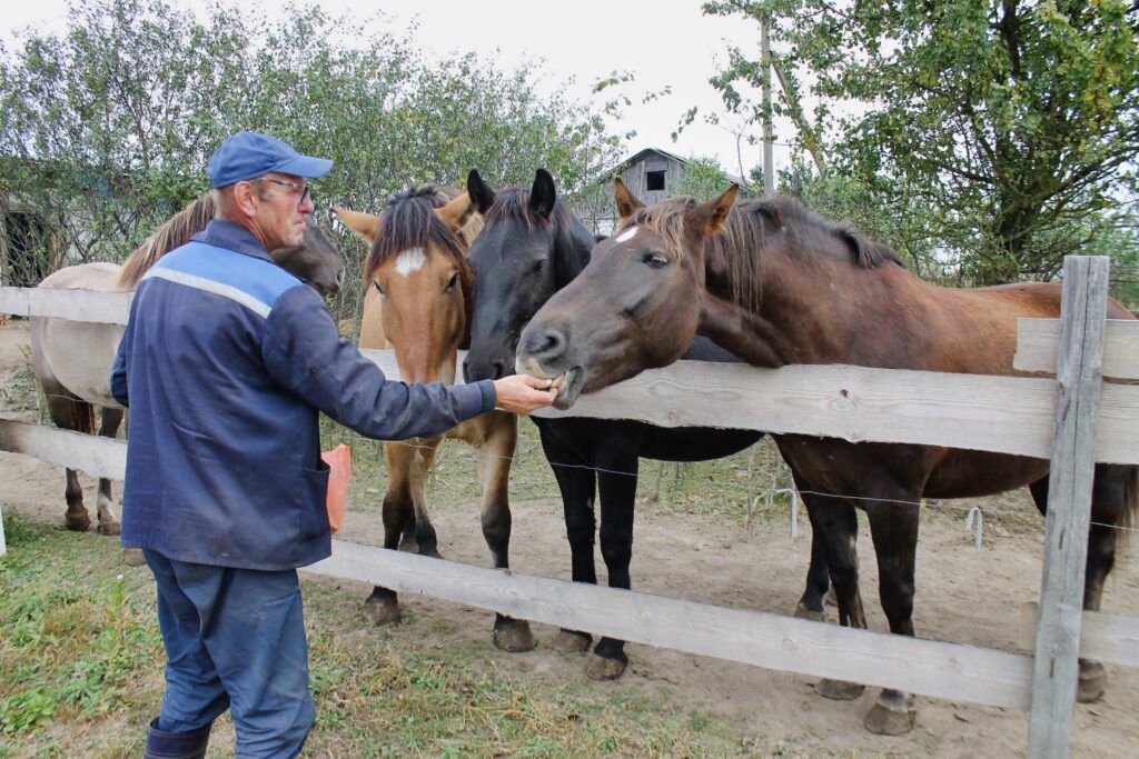 Педикюр по расписанию, сено по графику. Две девушки купили лошадей для души