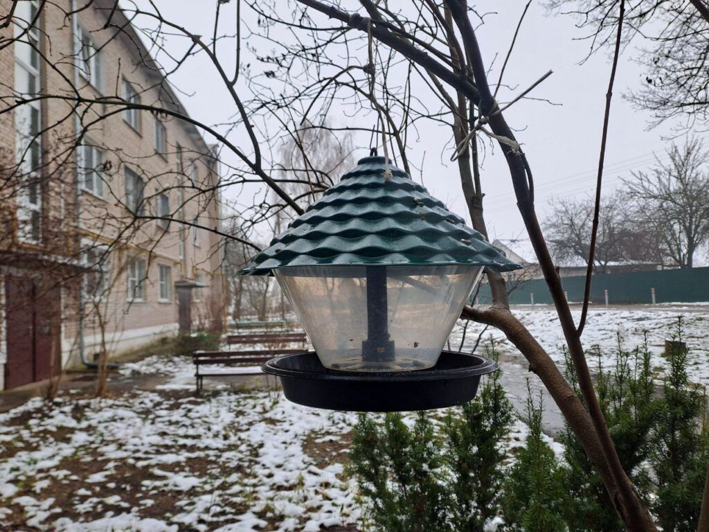 Как правильно кормить птиц зимой: полезные продукты и опасные ошибки