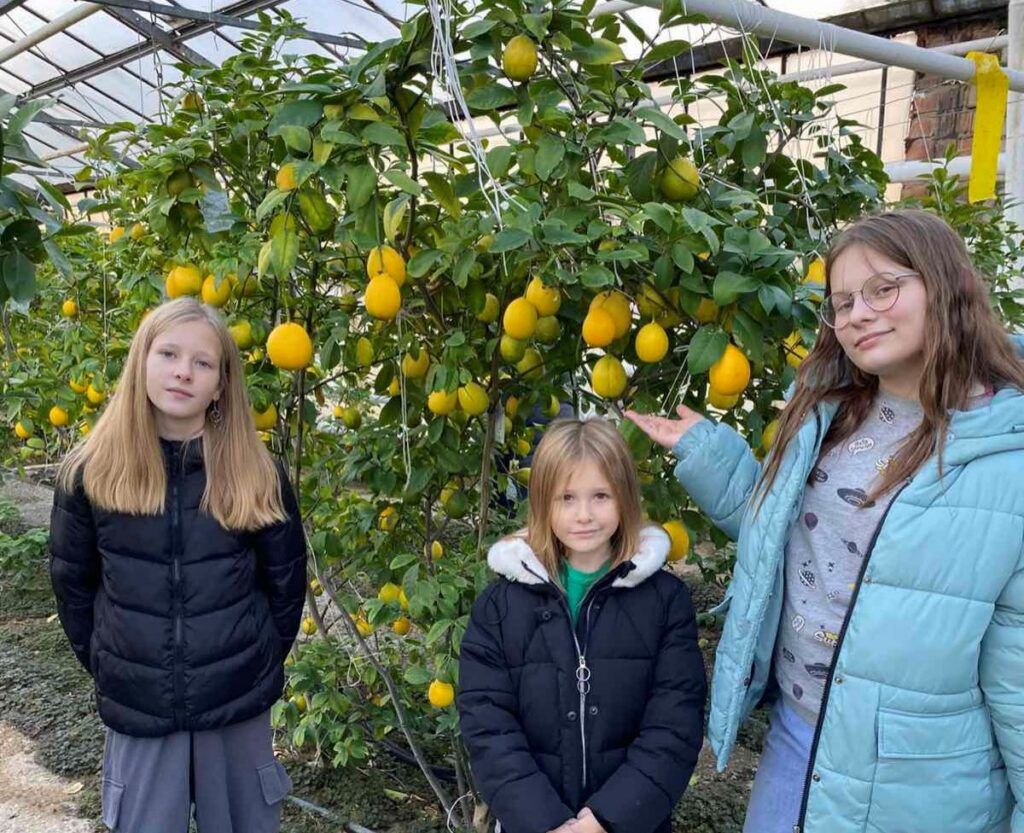 Узнали, как на тепличном комбинате выращивают лимоны и голубику