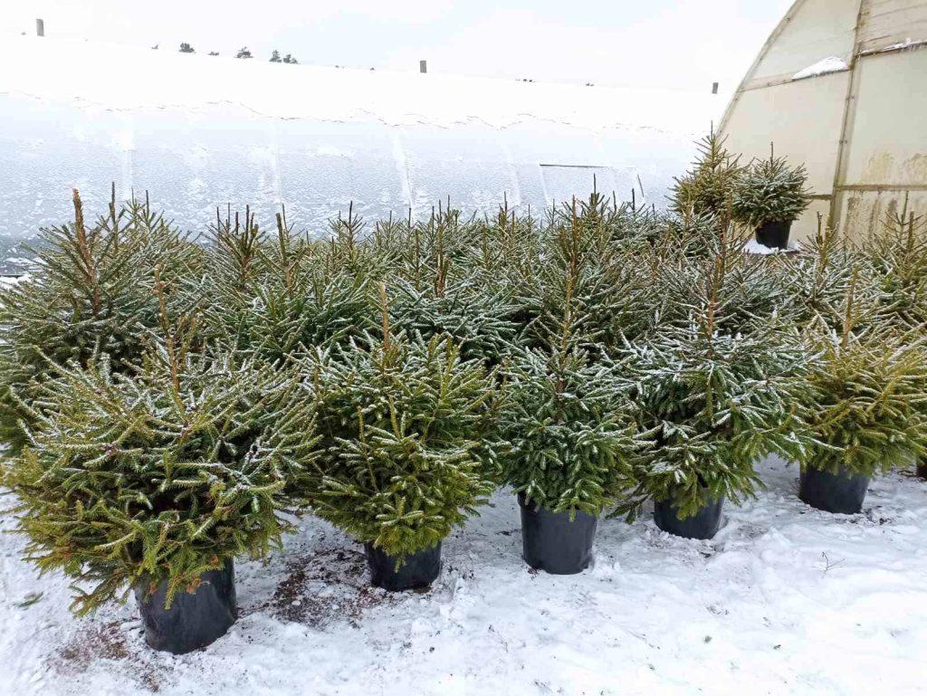 Где и за сколько можно купить живую ель к Новому году?