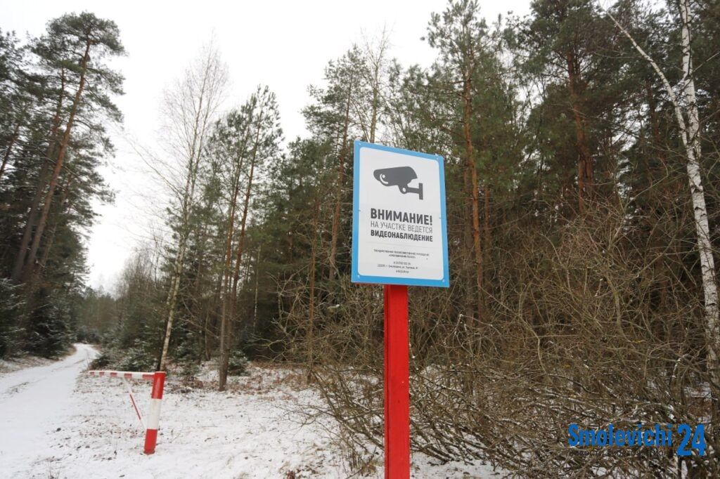 Лесники переходят на усиленный режим работы: ловить будут «елочных браконьеров»