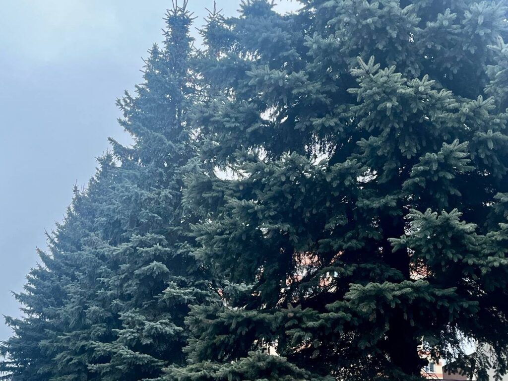 Какую елку выбрать к Новому году: искусственную или живую?