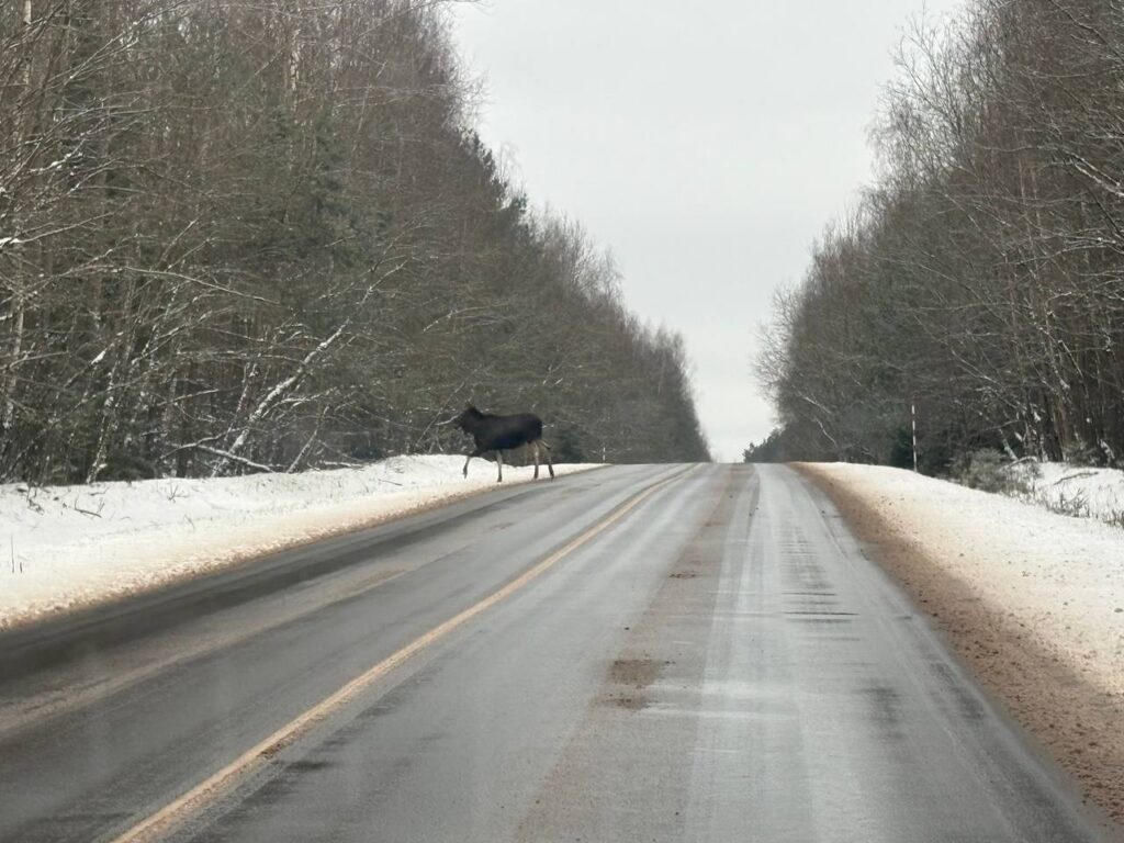 Лоси выходят на дорогу. Лесничий объяснил, как действовать водителям
