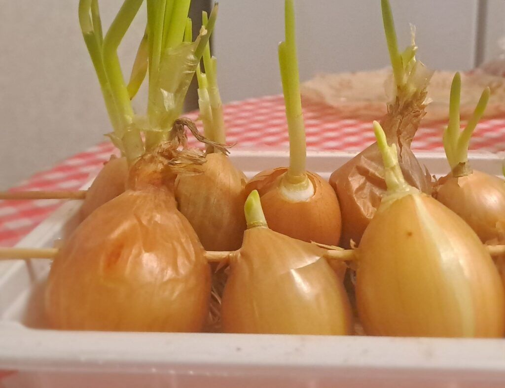 Выращиваем на подоконнике: огород под Новый год