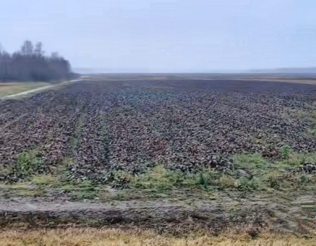 Свекла на поле. Узнали, что стоит за очередным видео из TikTok