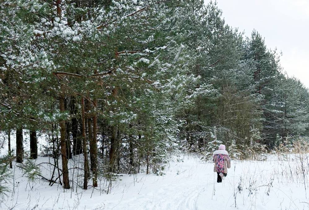 А вы знали, что семена для будущих лесов собирают зимой?