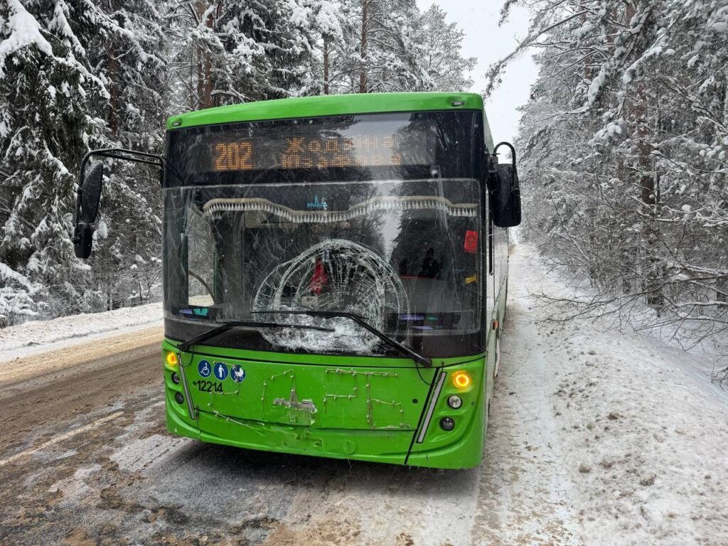 Лось врезался в рейсовый автобус возле деревни Лютка