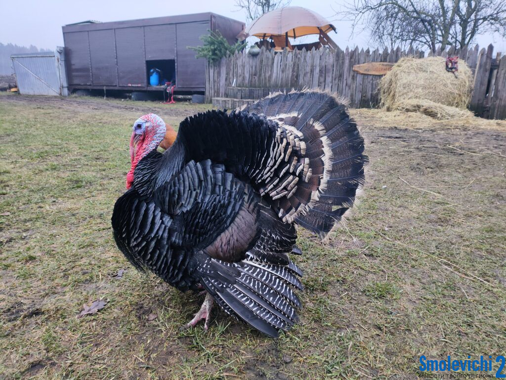 Вася, поздоровайся! Узнали, где хозяйством правит индюк