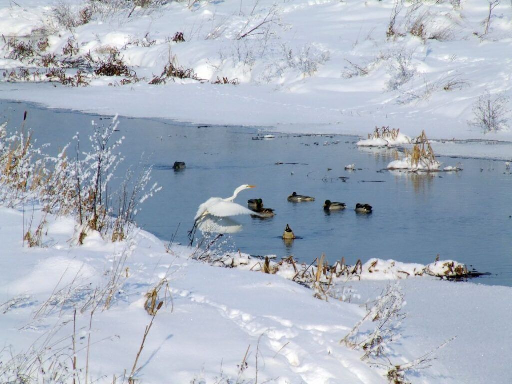 И зима им не страшна: в Петровичах поселились цапли