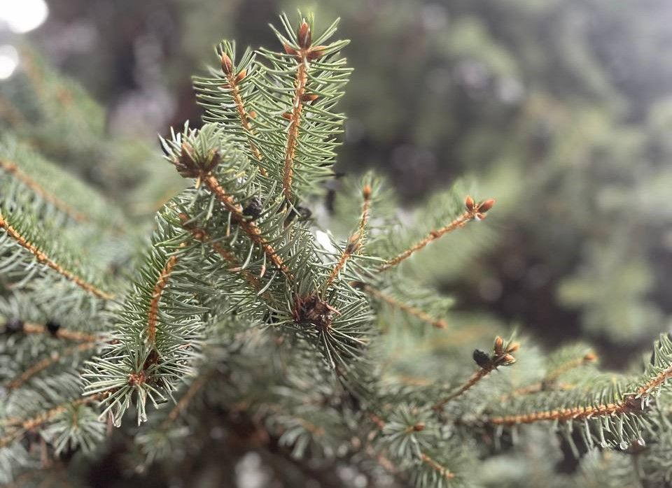 Раздаем советы: как продлить жизнь новогодней елки