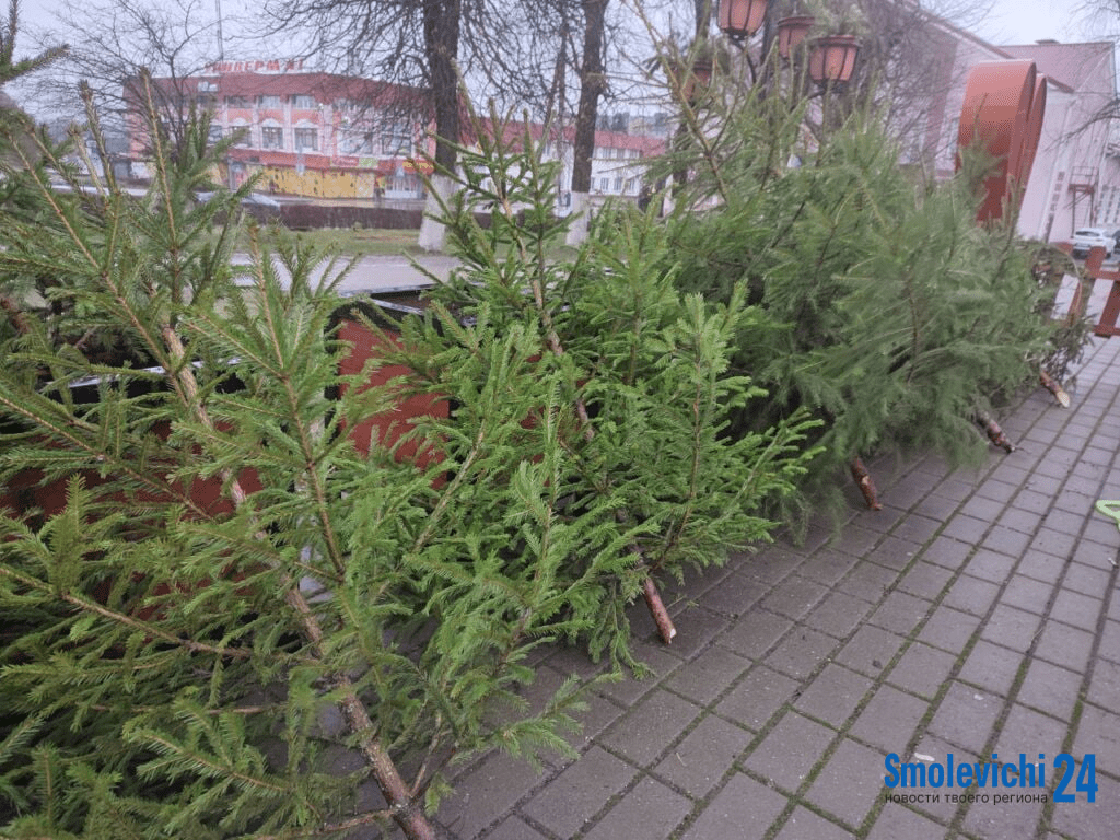 Когда и куда выбросить новогоднюю елку