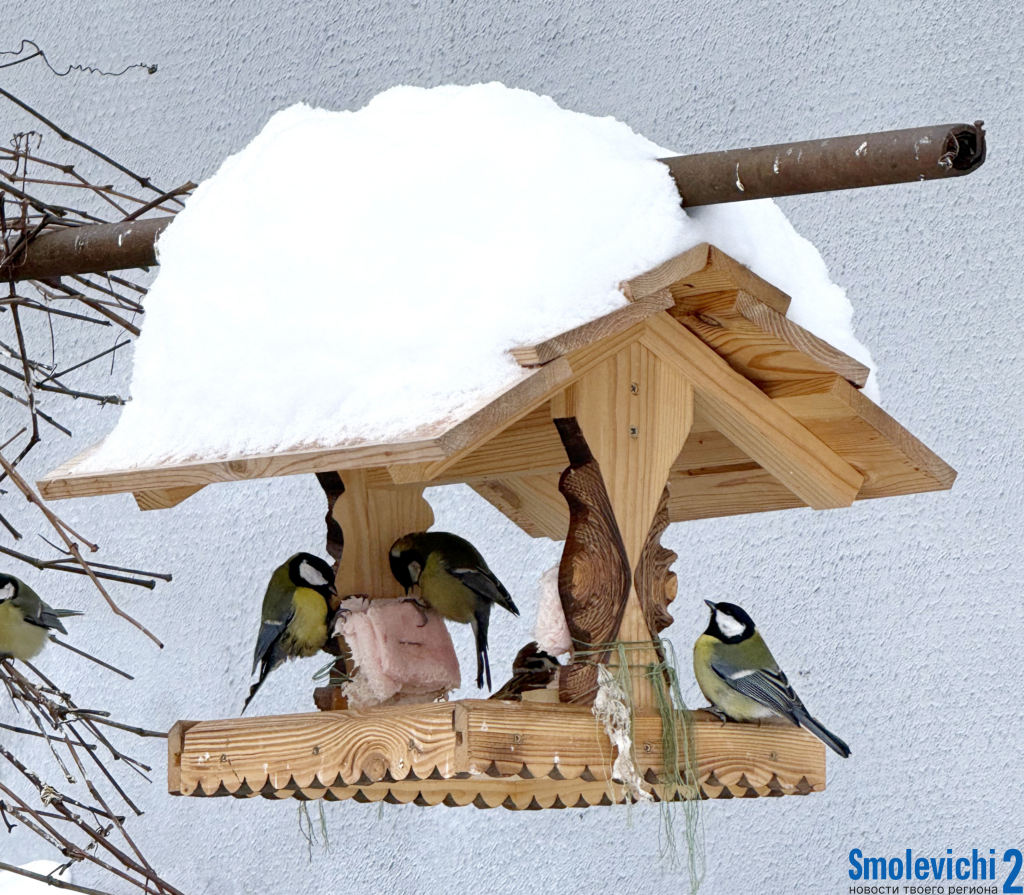Жители Заречья устроили зимний стол для пернатых