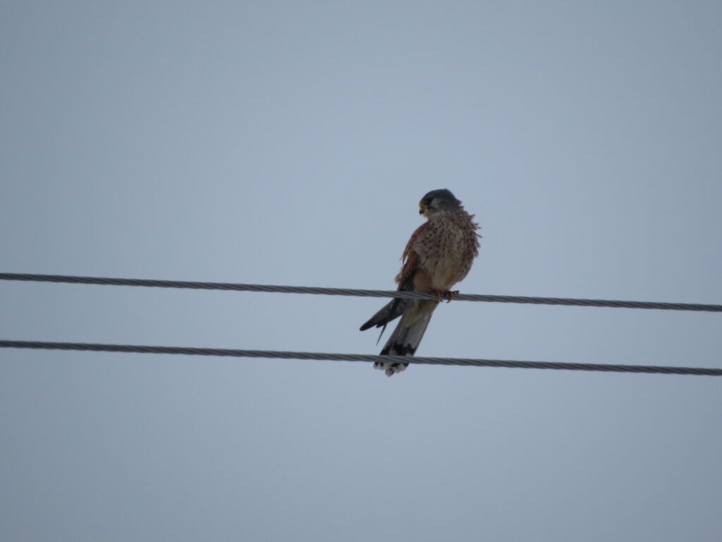 В деревне под Смолевичами замечен соколок-краснокнижник