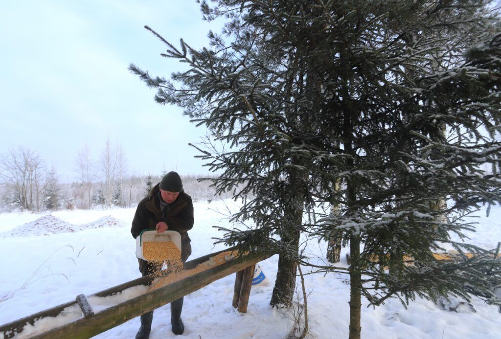 В меню – морковь и кукуруза. Рассказываем, как в Смолевичских лесах подкармливают диких животных
