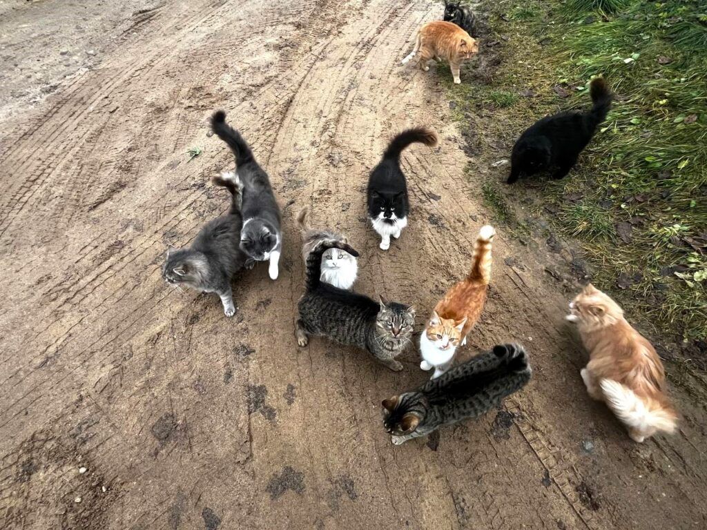 Пушистая армия в Кудрищино. Как живут деревенские питомцы?