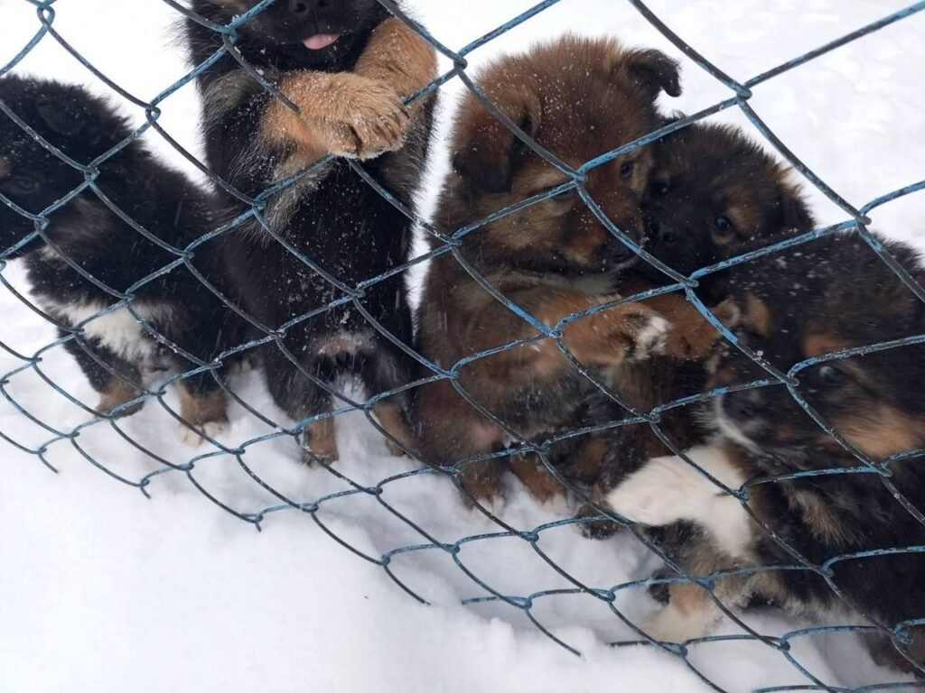 Новогодние подкидыши. Помогите щенкам из Заболотья
