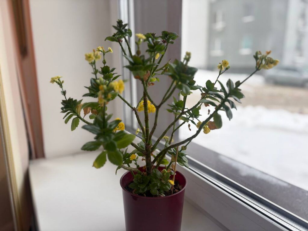 Рассказываем, какие комнатные растения в тренде в 2026-м