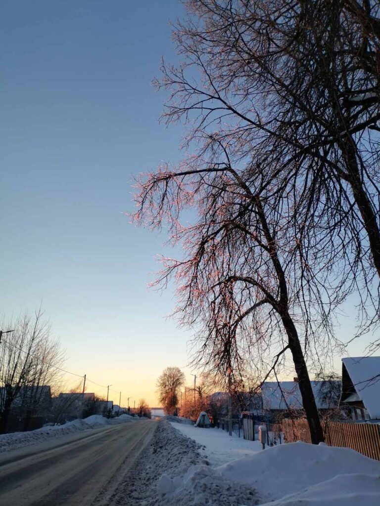 ФОТОФАКТ. Посмотрите, как рассвет украсил деревья в Острове