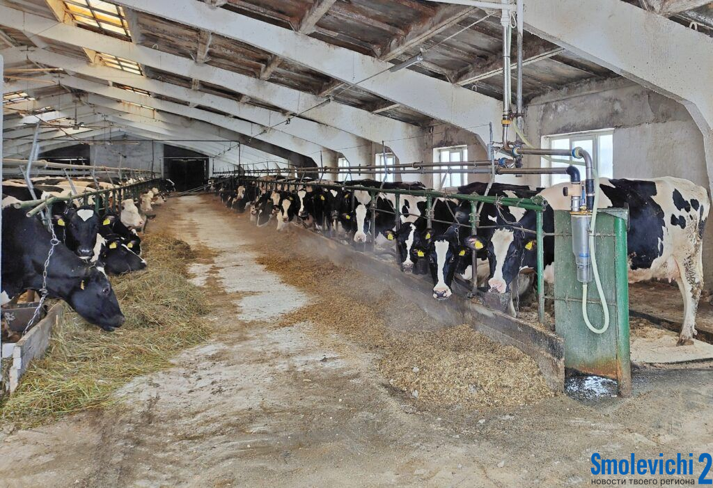 Сохранность скота в приоритете: Миноблисполком собрал аграриев на ферме в Курково