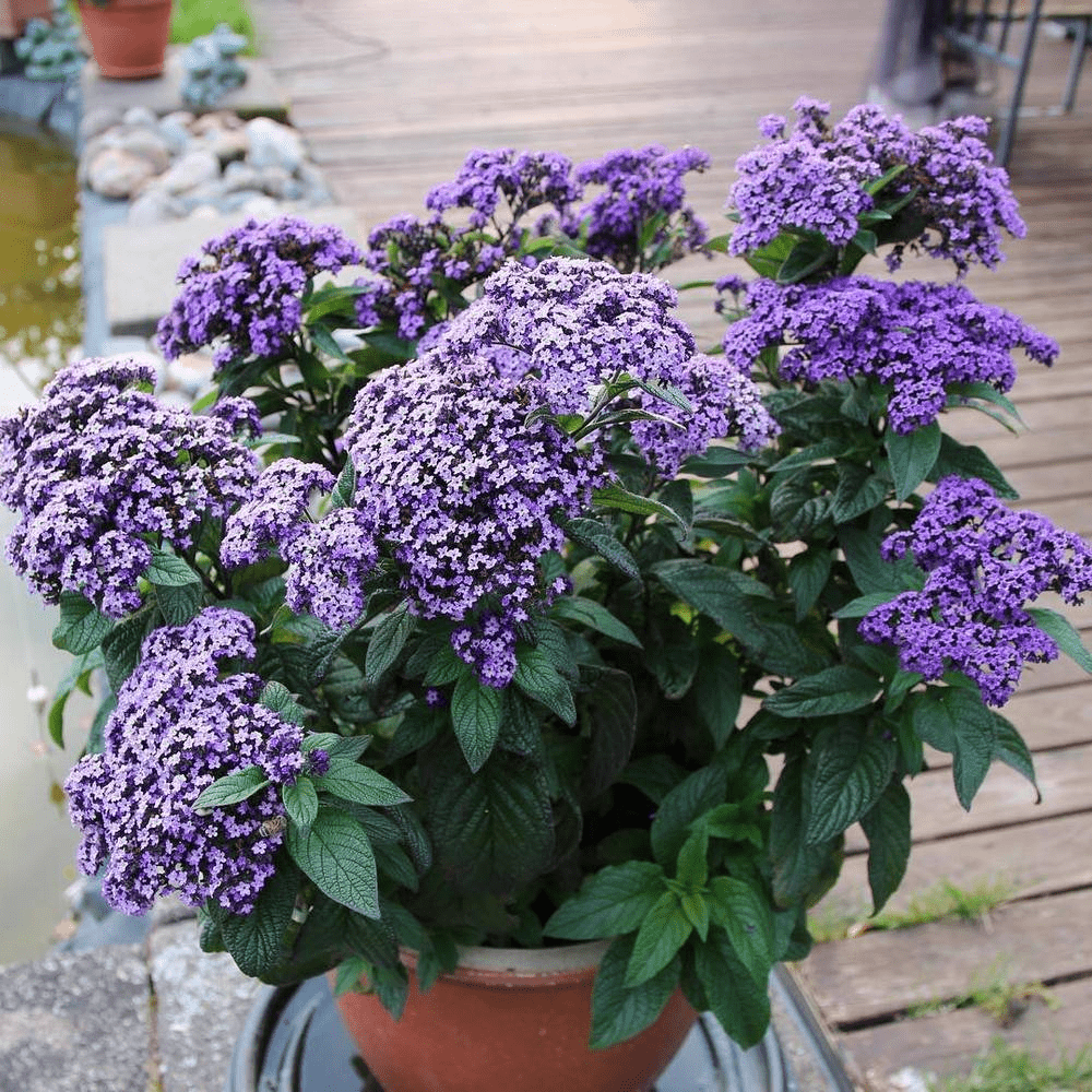 Время для гелиотропа перуанского. Сажаем в феврале