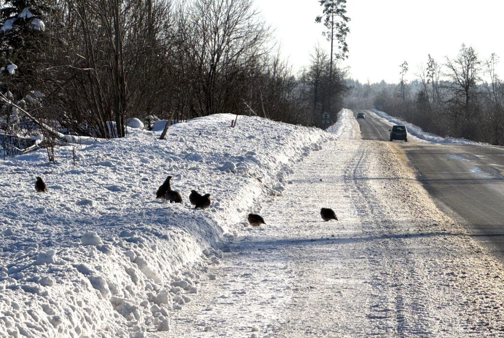 Как куропатки добывают корм зимой?