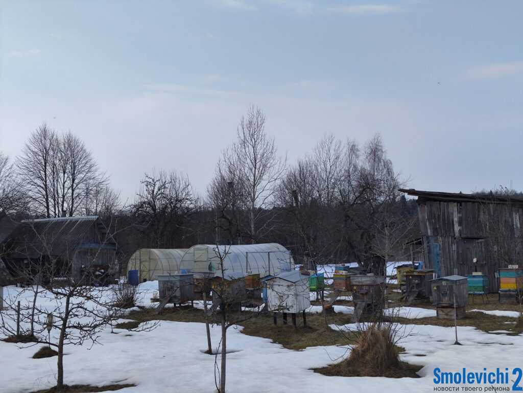 Фотофакт. В Заброденье просыпаются пчелы