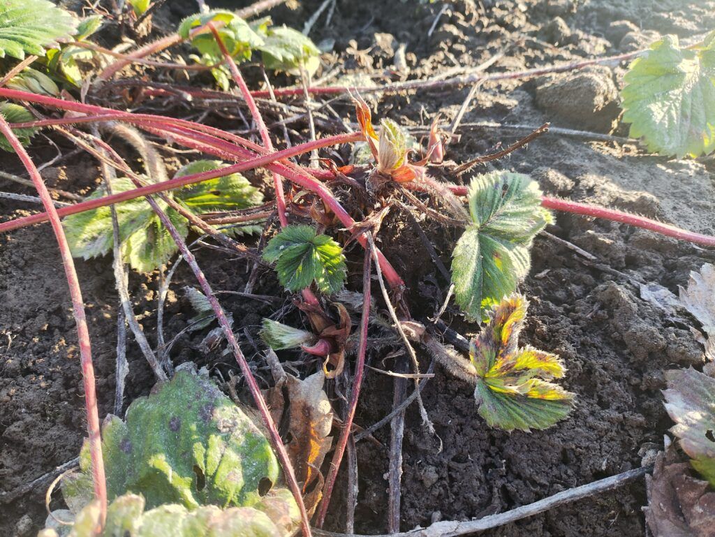 Расскажем, как ухаживать за клубникой после зимы