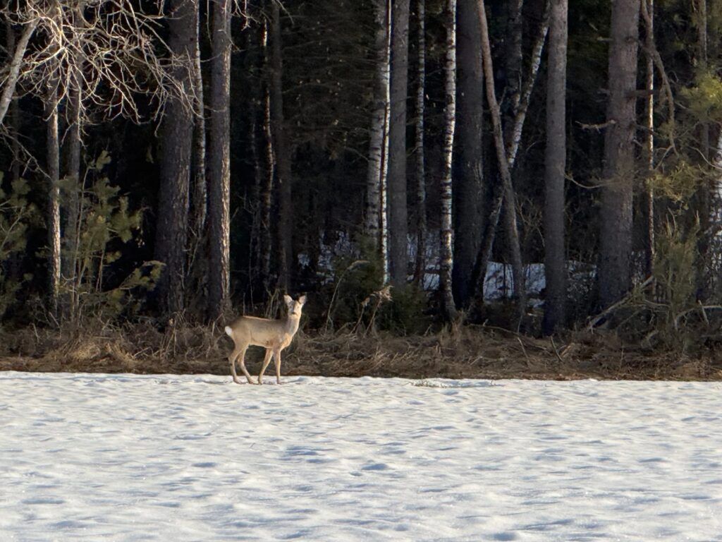 Фотофакт. Заметили косулю вблизи Шеметово