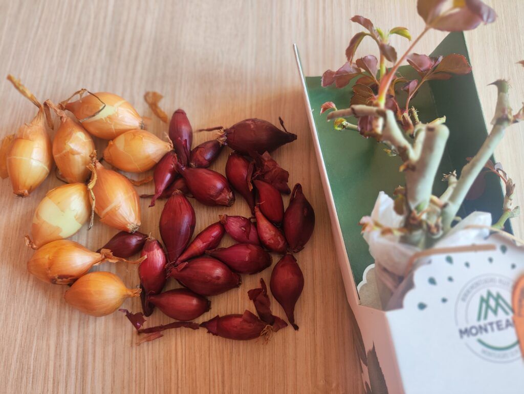 Роза «Астрономия» и лук-севок: можно ли весной уйти из магазина товаров для сада-огорода без покупок?