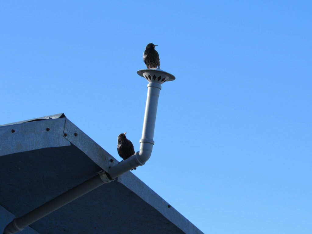 Скворцы прилетели! Заметили пернатых в Емельяново