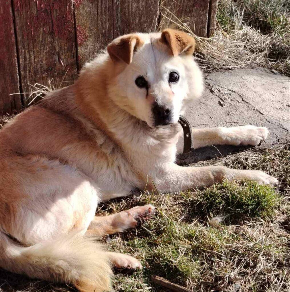 Собака в беде: в Узбережье найден слепой пес