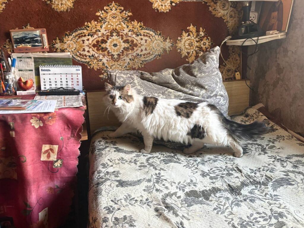 Котик тоже боится огня и сдал хозяина