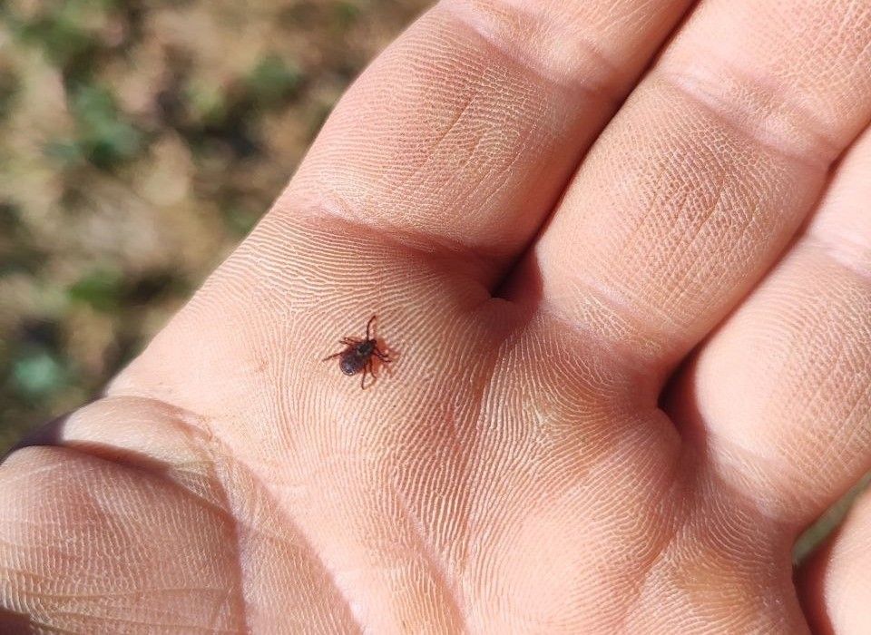 Клещи проснулись! Разбираемся, стоит ли паниковать и что делать в случае укуса