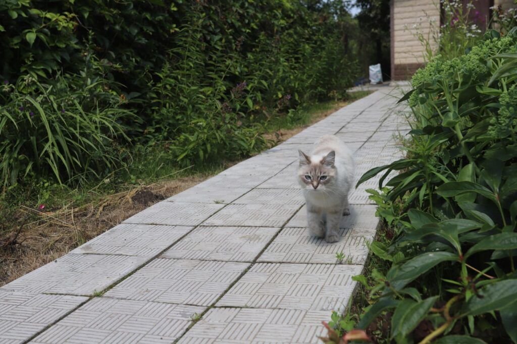 В Плисском сельсовете на аукцион выставили земельные участки. Рассказываем, где