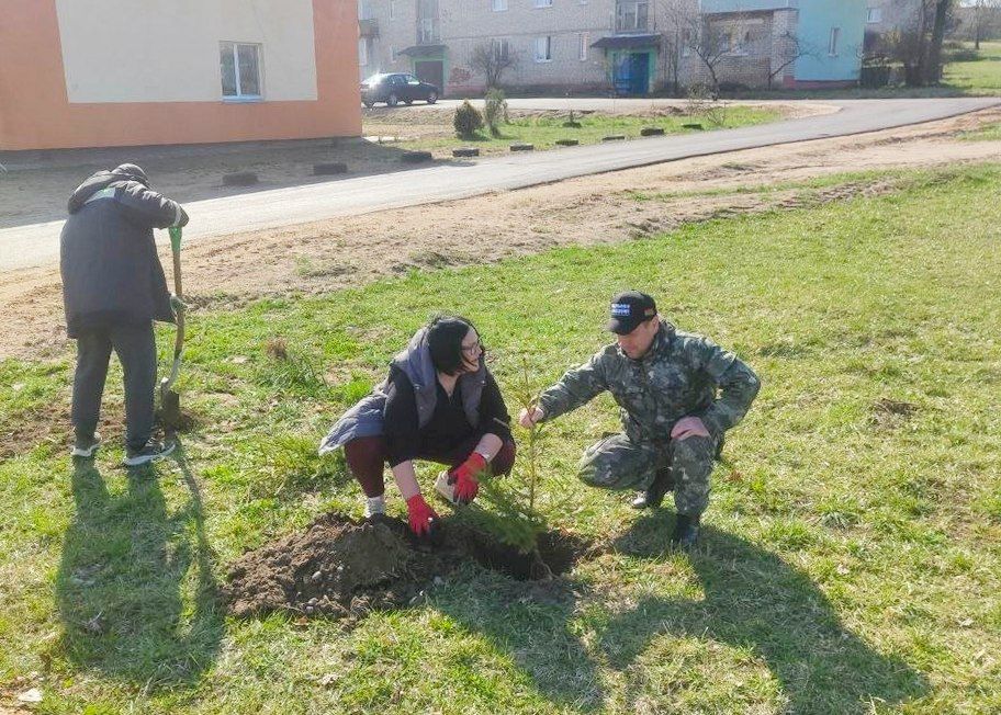 35 елей за один день: как активистка изменила двор в Пекалине