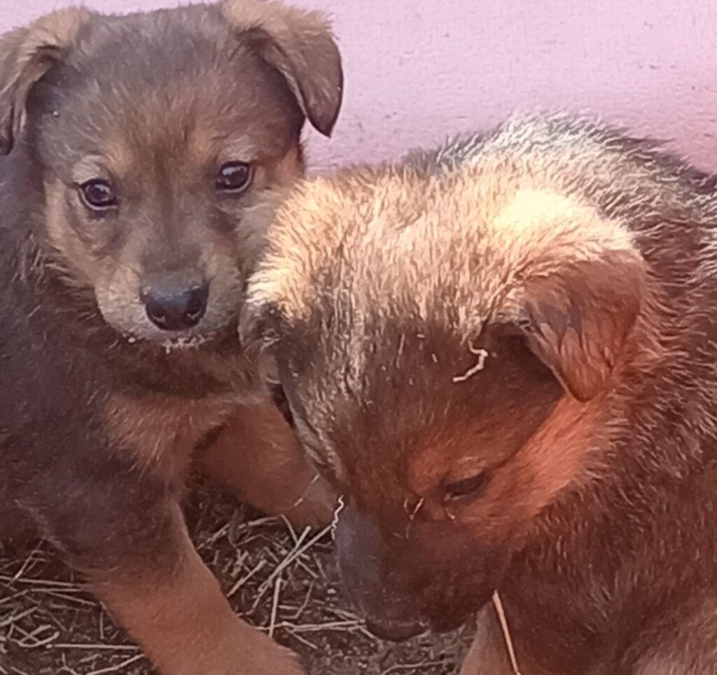 Отличные новости: один из брошенных щенков нашел дом в деревне Загорье